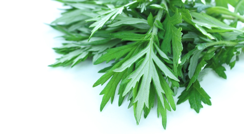 Ngải cứu là gì? Những công dụng của ngải cứu trong mỹ phẩm