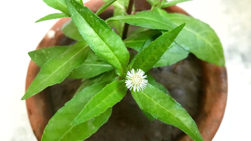 Lưu ý khi sử dụng chiết xuất cỏ mực