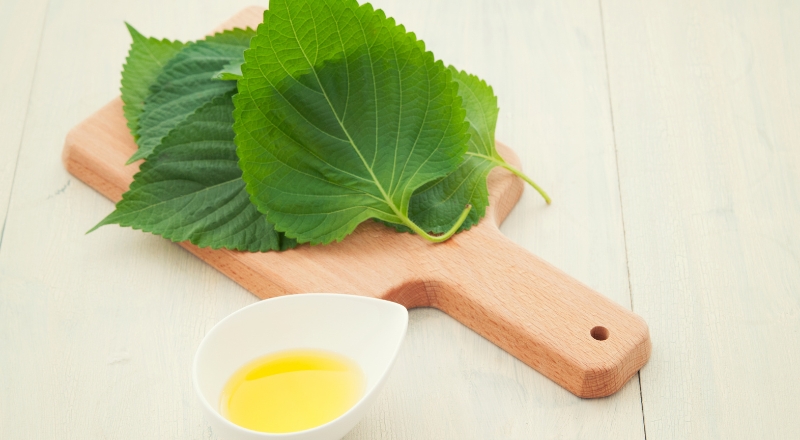 Chiết xuất tía tô là gì? Công dụng và cách sử dụng trong mỹ phẩm
