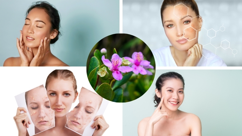 Công dụng của chiết xuất sim trong làm đẹp và phục hồi