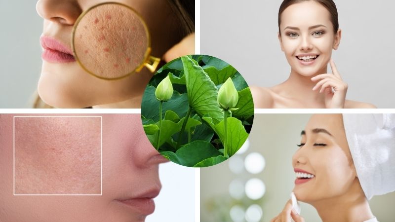 Công dụng của chiết xuất lá sen trong làm đẹp