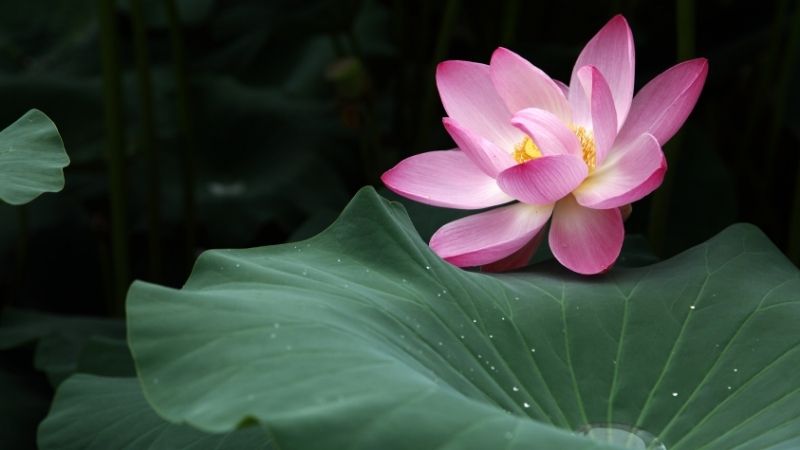 Chiết xuất lá sen là gì?