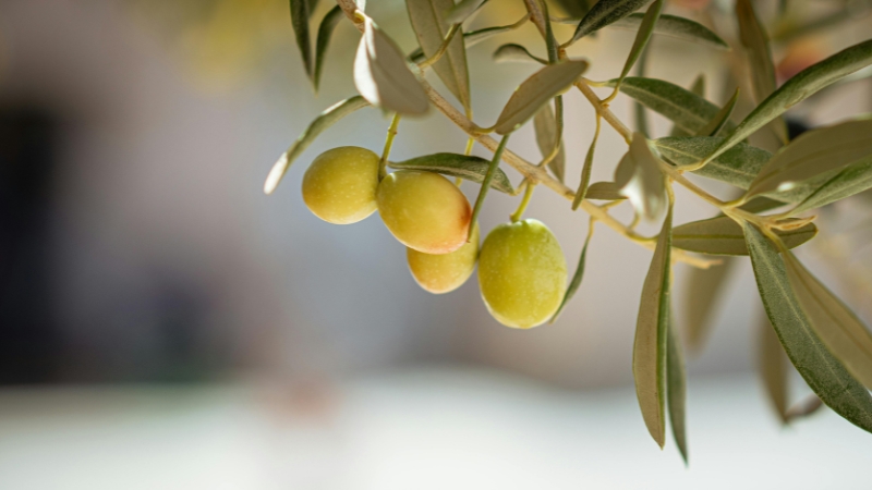 Công dụng của dầu olive