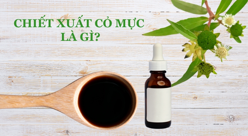 Chiết xuất Cỏ mực là gì? Công dụng trong chăm sóc da và tóc