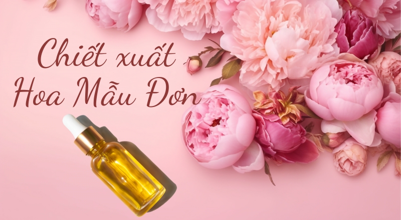 Chiết xuất hoa mẫu đơn - Bí quyết thiên nhiên cho làn da rạng rỡ