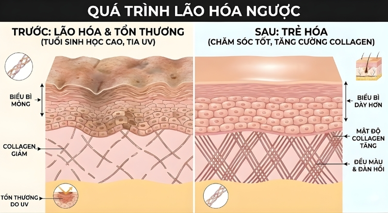 Lão hóa ngược dựa trên khả năng tái tạo da, giúp phục hồi cấu trúc trong giới hạn sinh học