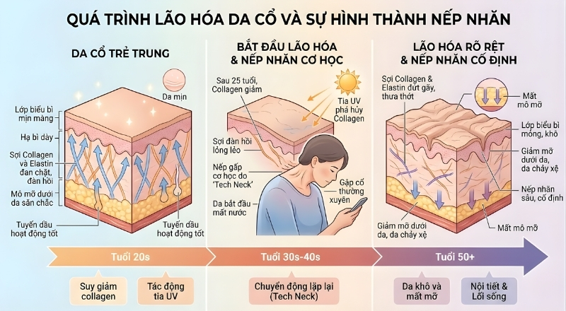 Qúa trình lão hóa da và sự hình thành nếp ăn của cổ