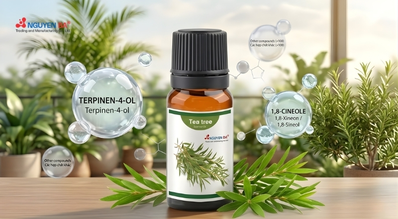 Tinh dầu tràm trà là nguyên liệu tự nhiên giàu hoạt chất kháng khuẩn