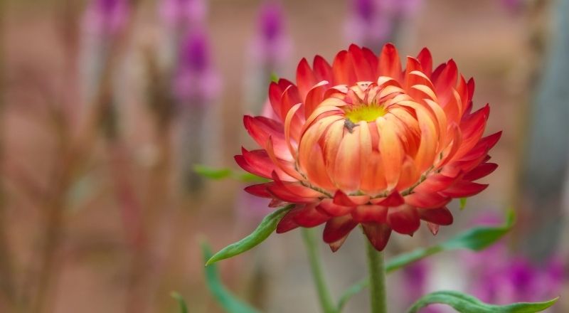 Hoa bất tử giàu hoạt chất sinh học, được ứng dụng trong mỹ phẩm cao cấp