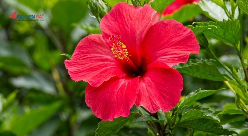 Chiết xuất hoa dâm bụt giàu AHA tự nhiên giúp tẩy tế bào chết hiệu quả