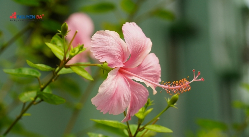 Chiết xuất hoa dâm bụt chứa nhiều hoạt chất có lợi cho tái tạo và bảo vệ da