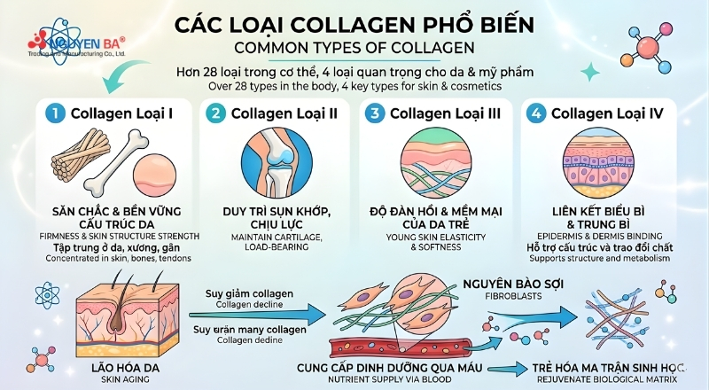 Collagen là protein cấu trúc chính quyết định độ săn chắc và hình thái da