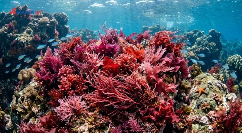 Tảo đỏ giúp tăng khả năng bảo vệ da và chống chịu tác động môi trường