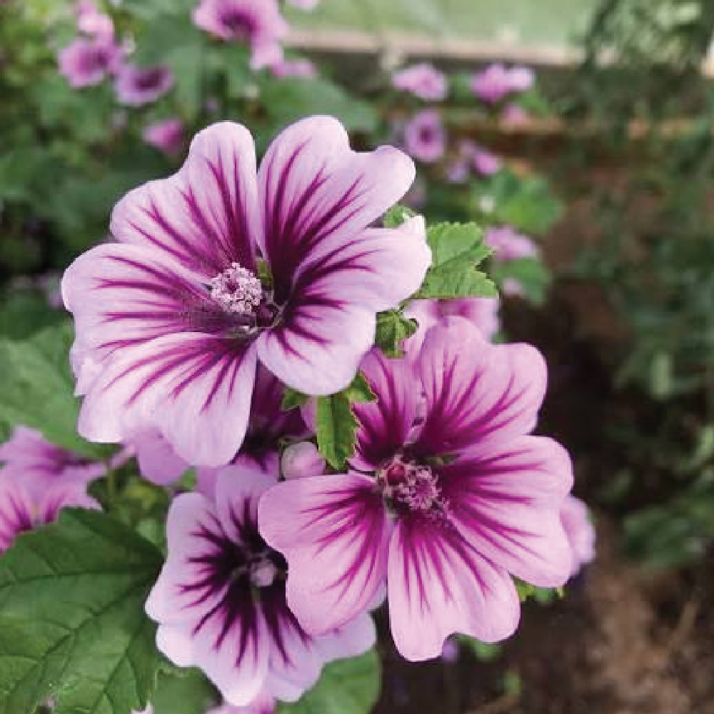 CHIẾT XUẤT LÁ CẨM QUỲ - AKOBIOL HGL MALLOW