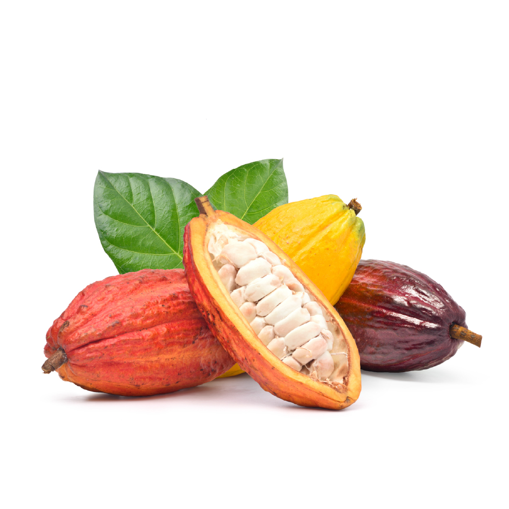Chiết xuất Hạt Cacao - AKOBIOL HGL COCOA