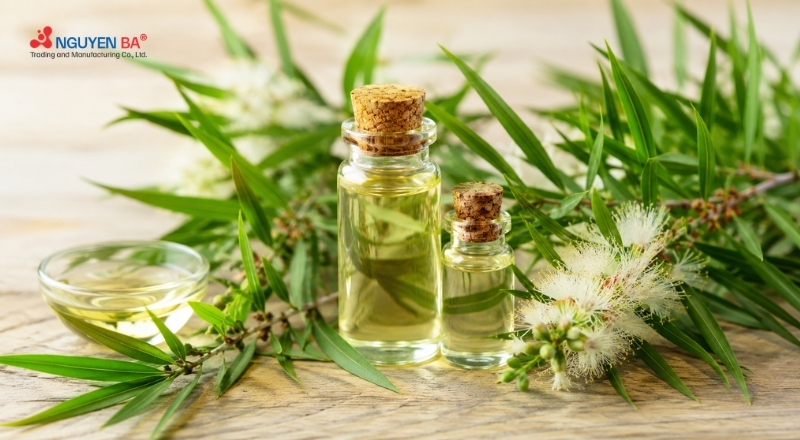 Tinh dầu tràm trà giúp hoàn thiện công thức chăm sóc da mụn dịu nhẹ